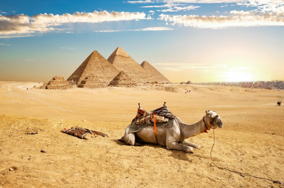 camel and pyramids